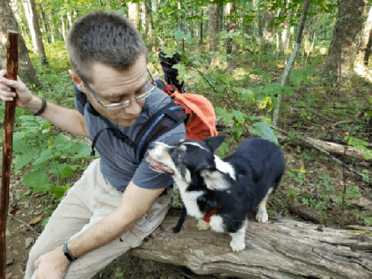Gif of Greg and beans the Corgi on a fallen tree