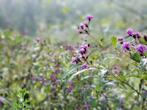 Purple flowers with blurred background