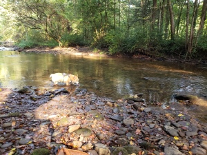 A Corgi in a creek, lapping up water